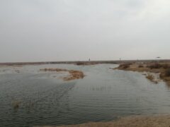 بازگشت حیات به تالاب صالحیه با آغاز آبگیری زمستانه