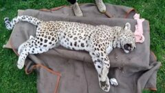 تلف شدن یک پلنگ در روستای ارنگه