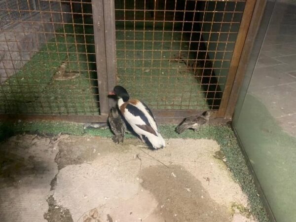 توقیف محموله غیرمجاز مرغابی در فردیس