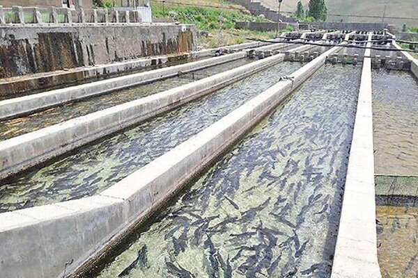 تولید ۴۰۱۵ تن ماهی خوراکی و ۱۹ میلیون قطعه ماهی زینتی در البرز
