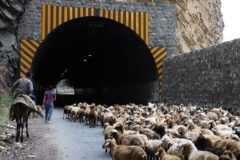 جاده چالوس هنگام کوچ عشایر