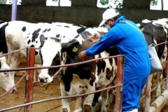 رونق تحقیقات دامپروری در کشور با بیش از ۲۰۰۰ طرح تحقیقاتی جدید