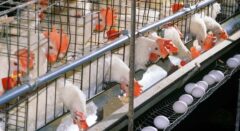 چالش ناترازی درزنجیره تأمین تخم‌مرغ؛ شکاف میان قیمت‌های تمام‌شده وعرضه
