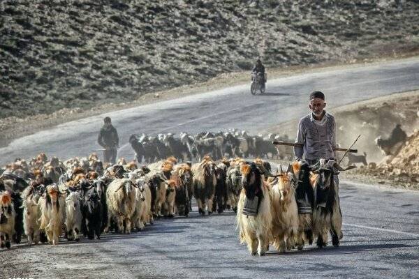 گوشت عشایری گران است یا بازار آن را گران می‌کند؟