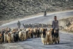 گوشت عشایری گران است یا بازار آن را گران می‌کند؟